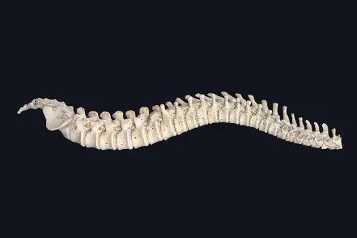 a spine